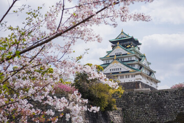 Osaka Castle framed by cherry blossom in Osaka, Japan. Spring Sakura