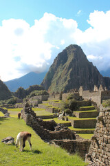 Vicunhas e lhamas pastando em gramado das ruinas de Machu Picchu e ao fundo o monte Huayna Picchu - obrazy, fototapety, plakaty