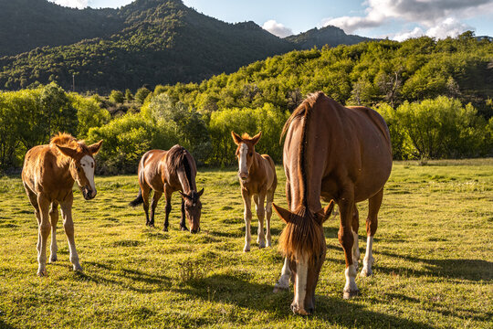Horizontal view of a family of horses feeding in a pasture at dusk.
