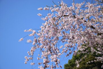 桜と青空