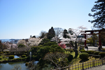 Fototapeta na wymiar 桜と青空