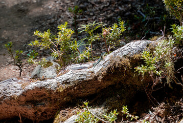 Close-up horizontal shot of a jeweled lizard at the root of a tree basking in the sun, Chile