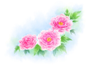 Peony drawn with digital watercolor (light blue background)