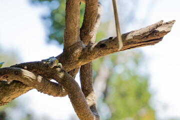 Close-up horizontal shot of a jeweled lizard looking straight ahead on a tree branch, Chile