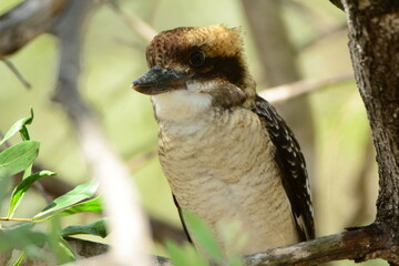 至近距離のワライカワセミ Laughing kookaburra at close range