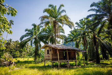 Fototapeta na wymiar hut in the jungle