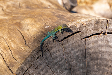 Close-up horizontal shot of jeweled lizard sunbathing on its back on a tree trunk, Chile