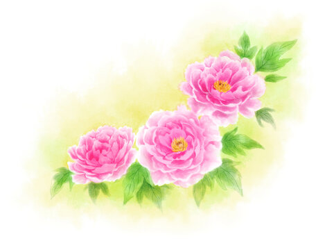 Peony drawn with digital watercolor (yellow background)