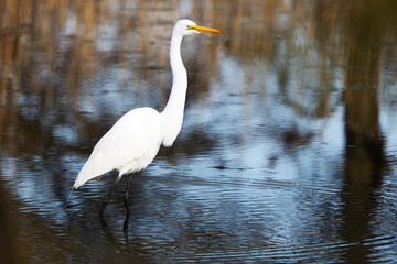Great Egret Standing in the Marsh