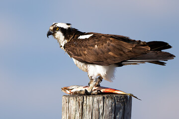 Osprey Standing on Piling Eating a Bloody Fish
