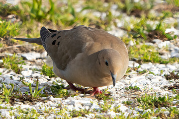 Mourning Dove Ground Feeding