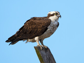 Osprey Standing on Wooden Post