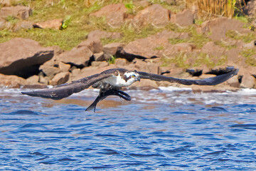 Osprey in Flight with Large Fish