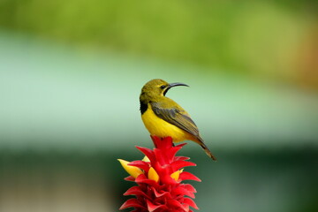 Obraz premium 赤い花とキバラタイヨウチョウ Red flowers and Olive-backed sunbird