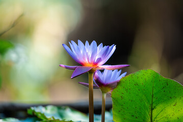 Lotus flower (Tropical water-lily)