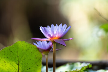 Lotus flower (Tropical water-lily)