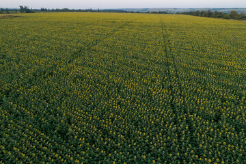 A field of blooming sunflowers in the sunset light. An aerial view of a large endless field of sunflowers