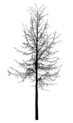 Silhouette of a tree on a white background. Realistic black and white illustration of a linden tree.
