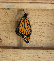 Fototapeta na wymiar A monarch butterfly freshly emerged from its chrysalis.