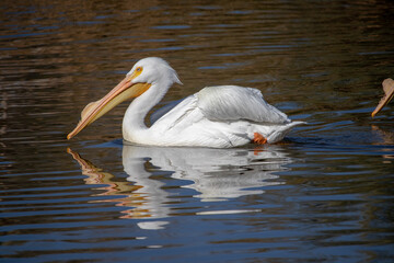 pelican on the water