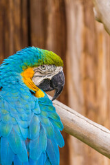 blue and yellow macaw ara © jamie