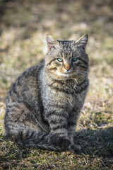 Domestic big striped cat sits on a dry grass