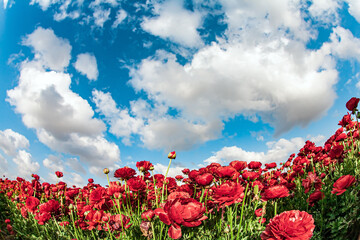 Kibbutz fields