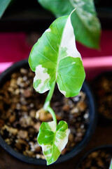 Closeup to Alocasia Okinawa Silver  in the pot   