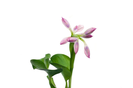 Hyacinth leaves and flowers isolated on white background, Eichhornia crassipes.