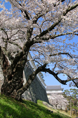 春の霞ヶ城公園（福島県・二本松市）