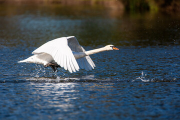 Mute swan taking to flight to chase off a rival swan on a London pond