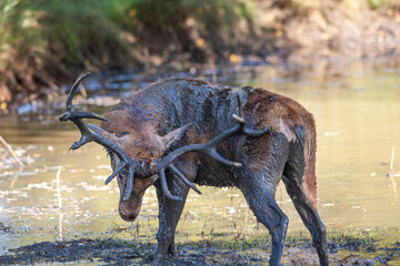 Red deer stag covering itself in mud and urine during the annual deer rut in London