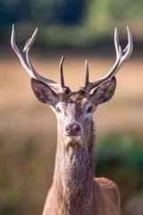 Young Red deer stag  in the woodlands of London, UK	