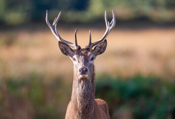 Young Red deer stag  in the woodlands of London, UK	