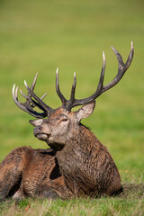 Red deer stags roaring and resting on the green grass of a London park, UK
