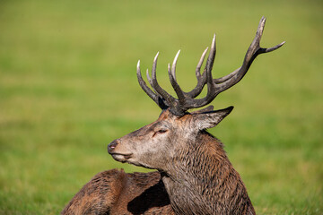 Red deer stags roaring and resting on the green grass of a London park, UK