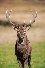 Red deer stags roaring and resting on the green grass of a London park, UK