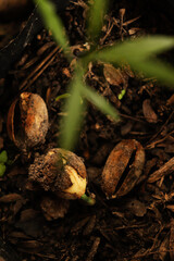 coffee beans on the ground