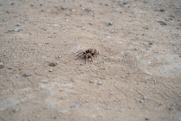 Chilean Tarantula sideways on dirt road