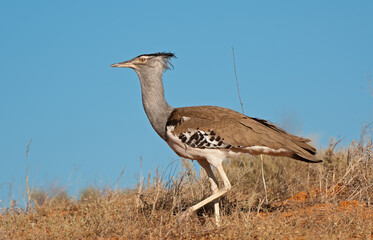 Kori Bustard