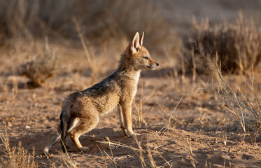 Blackbacked-jackal  cup
