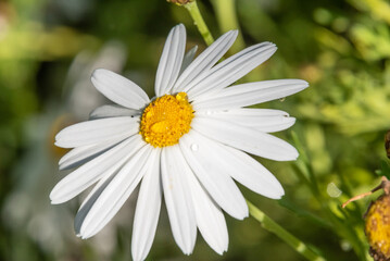 Obraz premium Close-up of Beautiful White Daisy, Macro, Nature