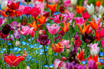 Fototapeta premium tulips in the garden