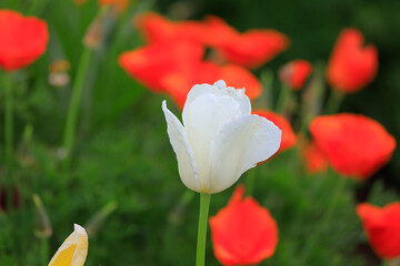 red and white tulips