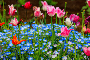 flowers in the garden