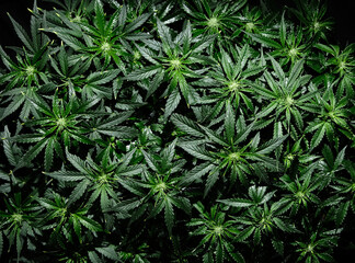 Cannabis CBD plant on black background. Layout of fresh wet marijuana leaves, watering bush, top...