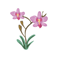 Obraz premium flowers orchids decoration