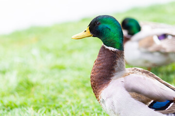 A male multi-colored duck is resting on a green meadow by the lake against the backdrop of a beautiful landscape
