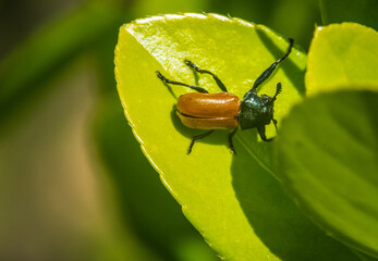 Close-up of a Beetle, Coleoptera, Macro, Nature