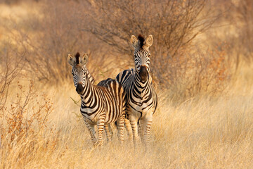 Obraz premium Two plains zebras (Equus burchelli) in natural habitat, South Africa.